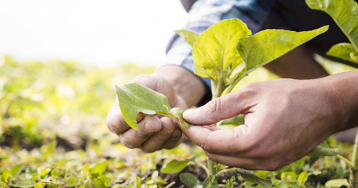 Guerra eleva em até 30% preço dos fertilizantes e agricultores buscam saídas