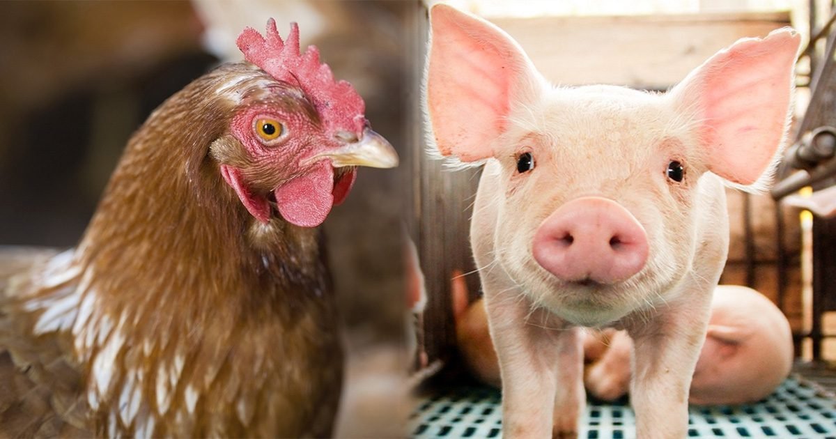 MSD Saúde Animal cria programa de bem-estar animal multiespécie