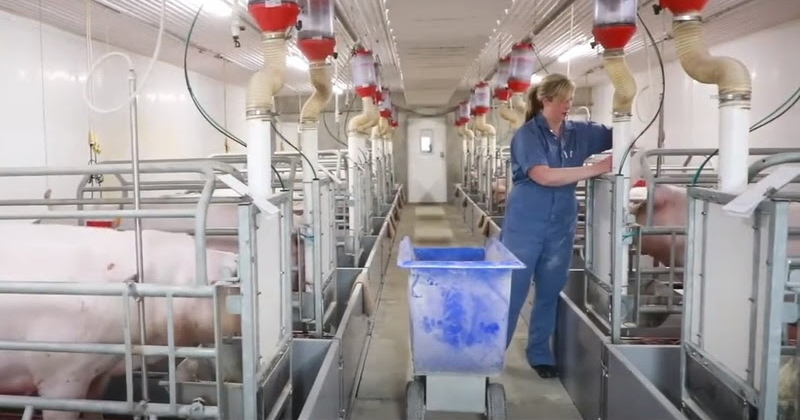 Alimentação eletrônica pode melhorar engorda e procriação de suínos