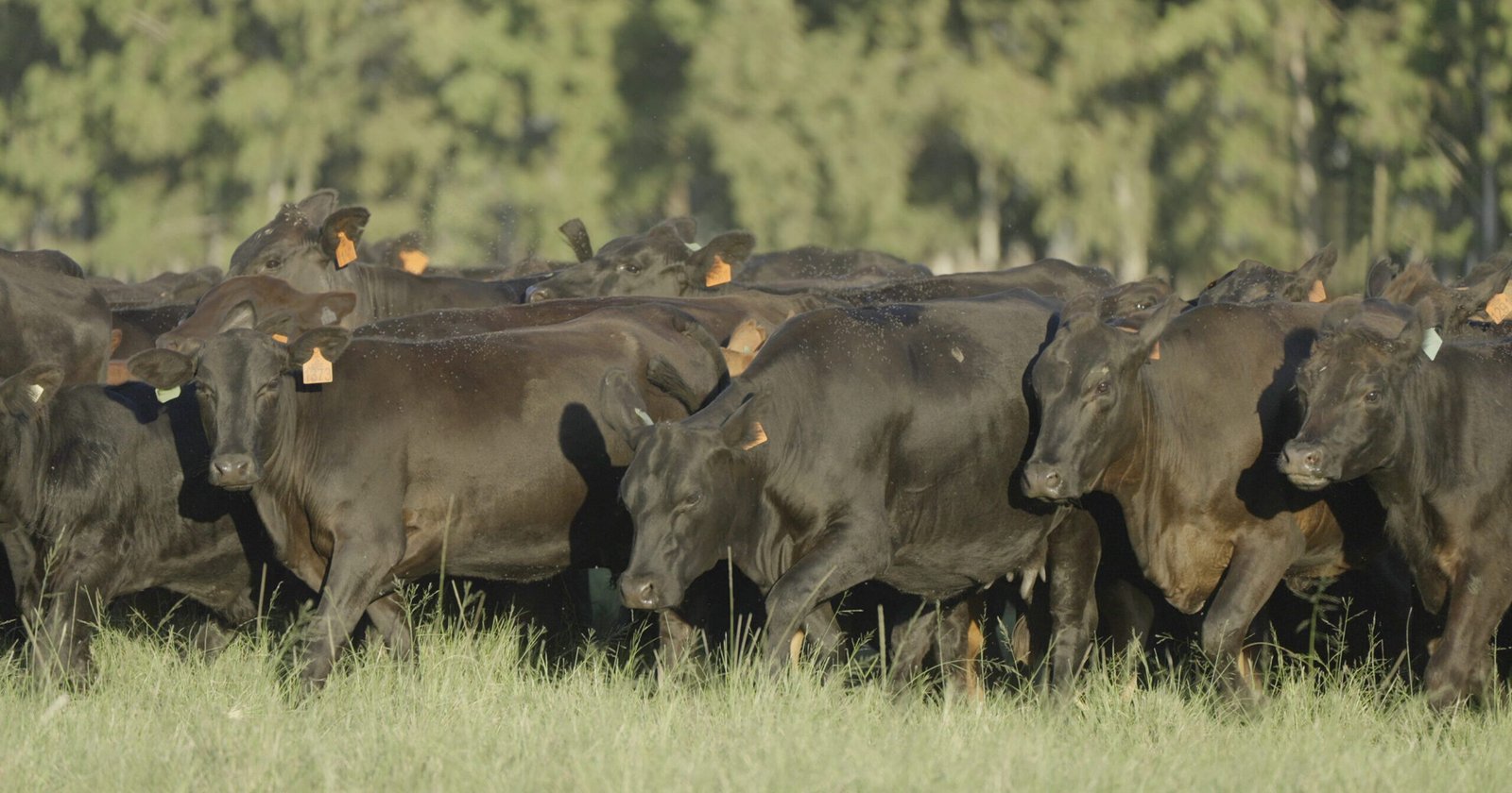 Rincon Code volta com oferta de genética Angus e Brangus