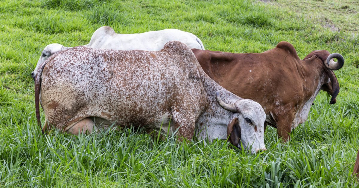 Pecuária de leite: do que não posso abrir mão durante períodos críticos de mercado?