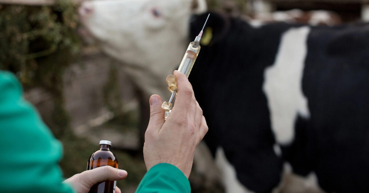 Ministério da Agricultura prega fortalecimento da adoção de boas práticas contra uso excessivo de antibióticos pela agropecuária