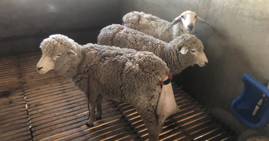 Ingestão de sementes pelos animais dissemina capim-annoni