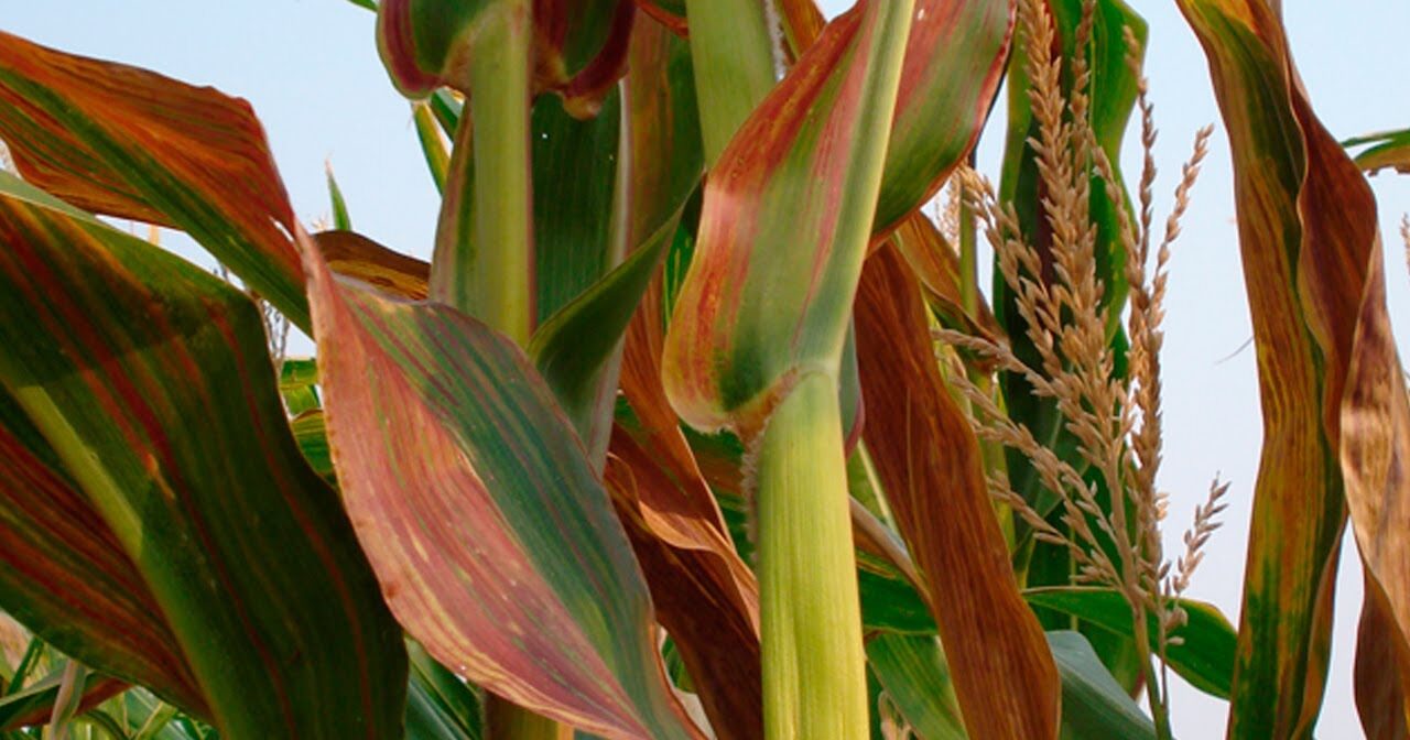 Embrapa e CropLife Brasil unem-se para pesquisa sobre os enfezamentos e manejo da cigarrinha-do-milho