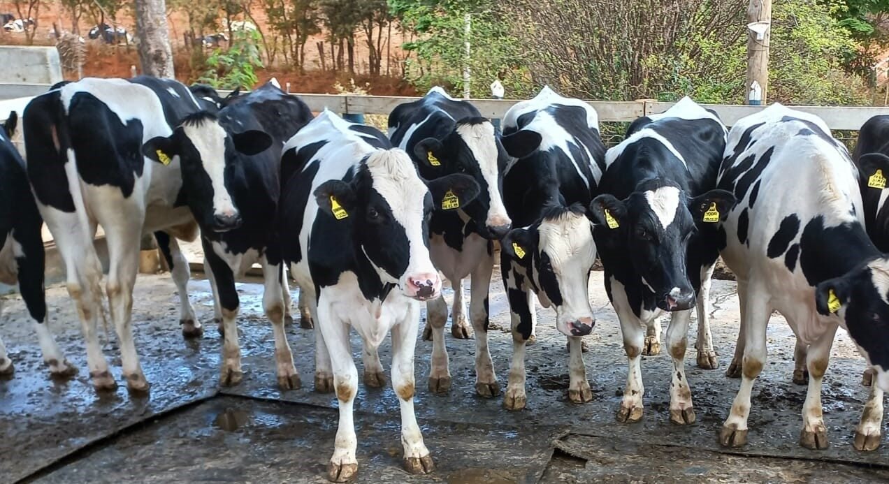 Boa&nbsp;estruturação&nbsp;do&nbsp;rebanho&nbsp;é&nbsp;fundamental&nbsp;para&nbsp;o&nbsp;sucesso&nbsp;das&nbsp;propriedades