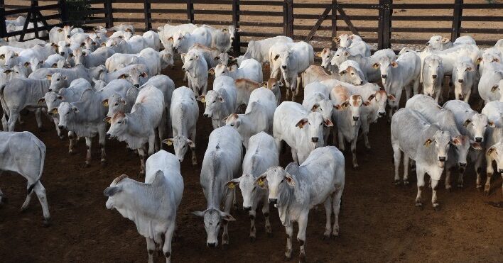 Fazenda Cambury integra projeto de bem-estar animal