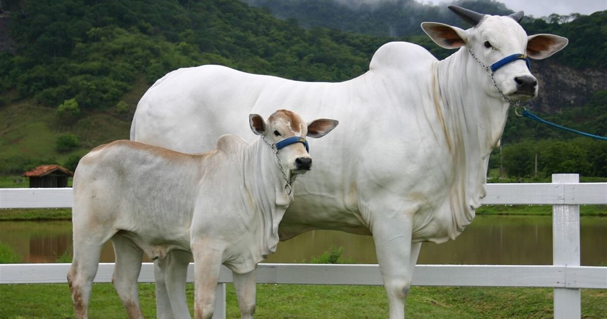 iRancho oferece ao pecuarista sistema de rastreabilidade por consequência
