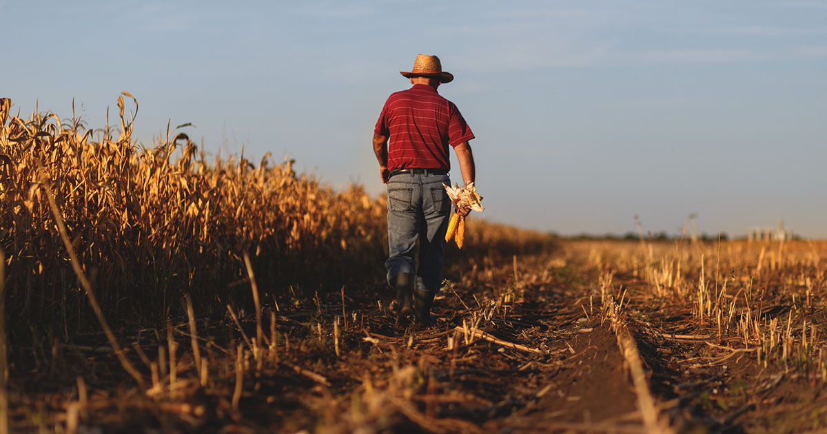 Mapa disponibilizará R$ 990 milhões para o seguro rural