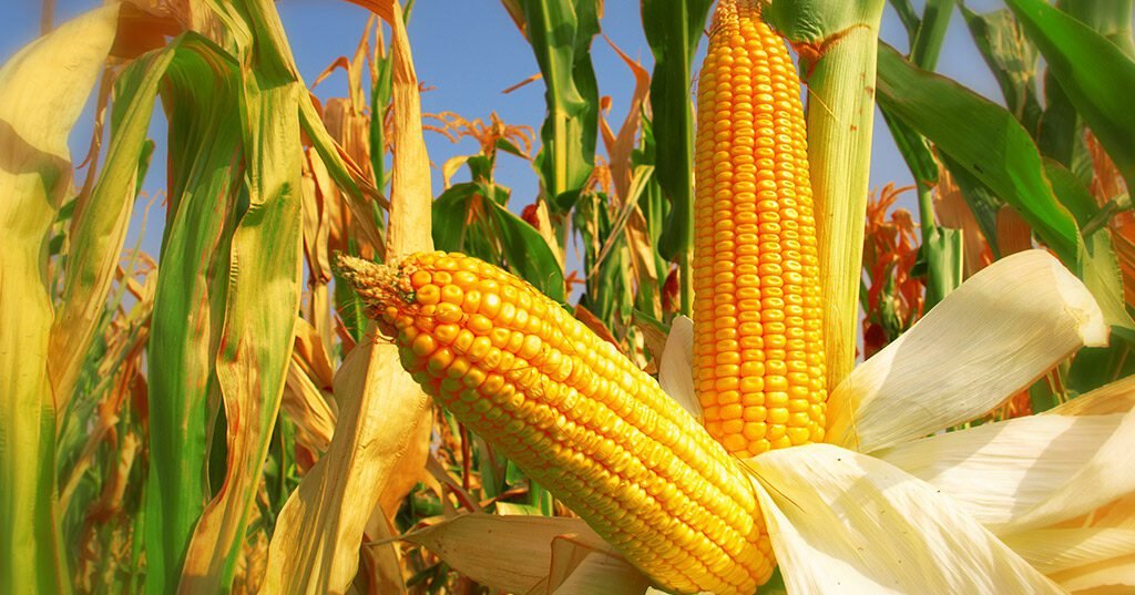 Estudo&nbsp;da&nbsp;Conab&nbsp;aponta&nbsp;influência&nbsp;positiva&nbsp;do&nbsp;clima&nbsp;para&nbsp;o&nbsp;milho&nbsp;segunda&nbsp;safra&nbsp;este&nbsp;mês