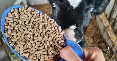 A importância do fornecimento de uma boa ração inicial