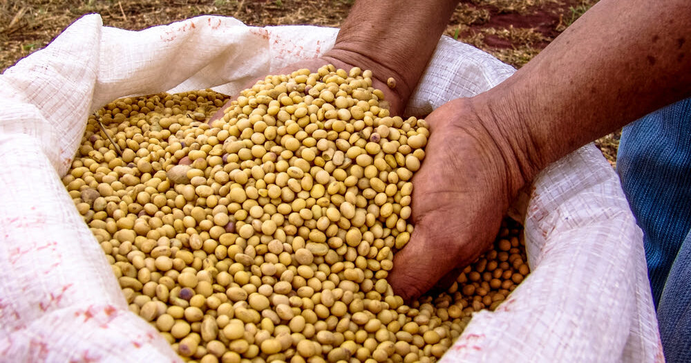 Soja brasileira da safra 2021/22 está 64,0% comercializada