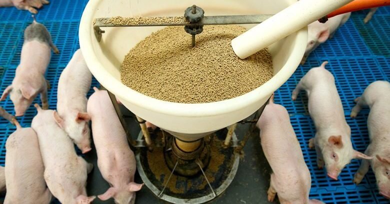 Recuperação do rebanho chinês já impacta produção de soja, avalia hEDGEpoint Global Markets