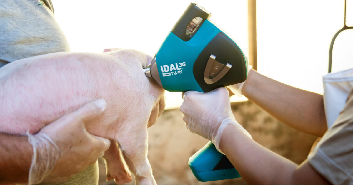 Vacinação sem agulha em suínos cresce mais de 20% em um ano e fortalece o bem-estar animal