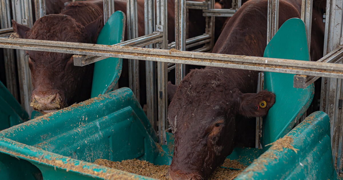 Começa a adaptação dos animais para 3o Teste de Eficiência Alimentar