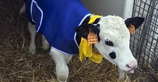 Alternativas para onda de frio: Roupas próprias para bezerros e lâmpadas de aquecimento