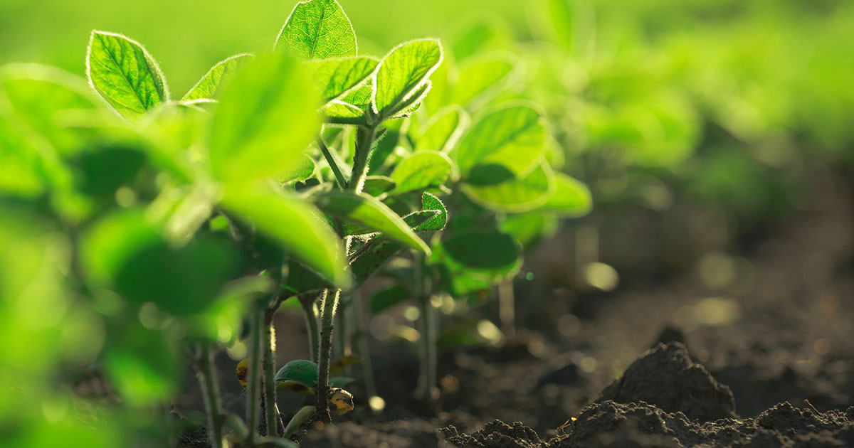 Aunare se torna representante da Angel Yeast para biofertilizantes no Brasil