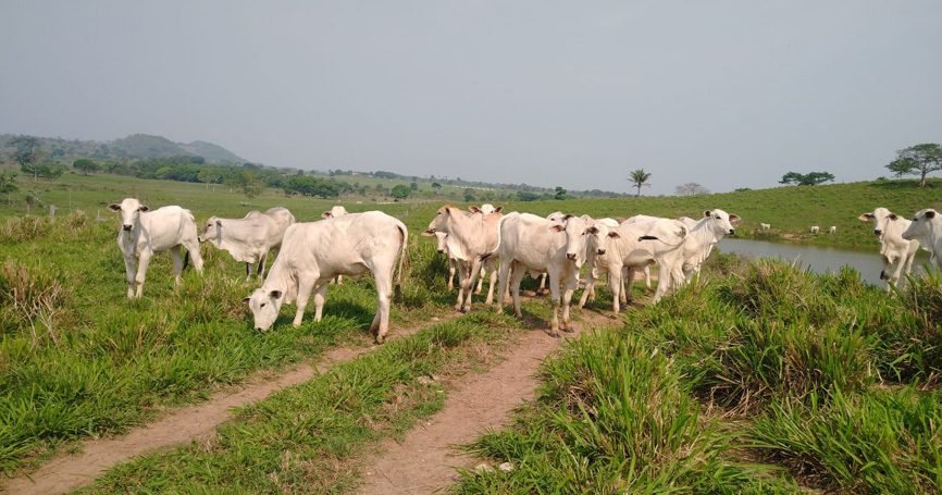 Confinamento estratégico na recria