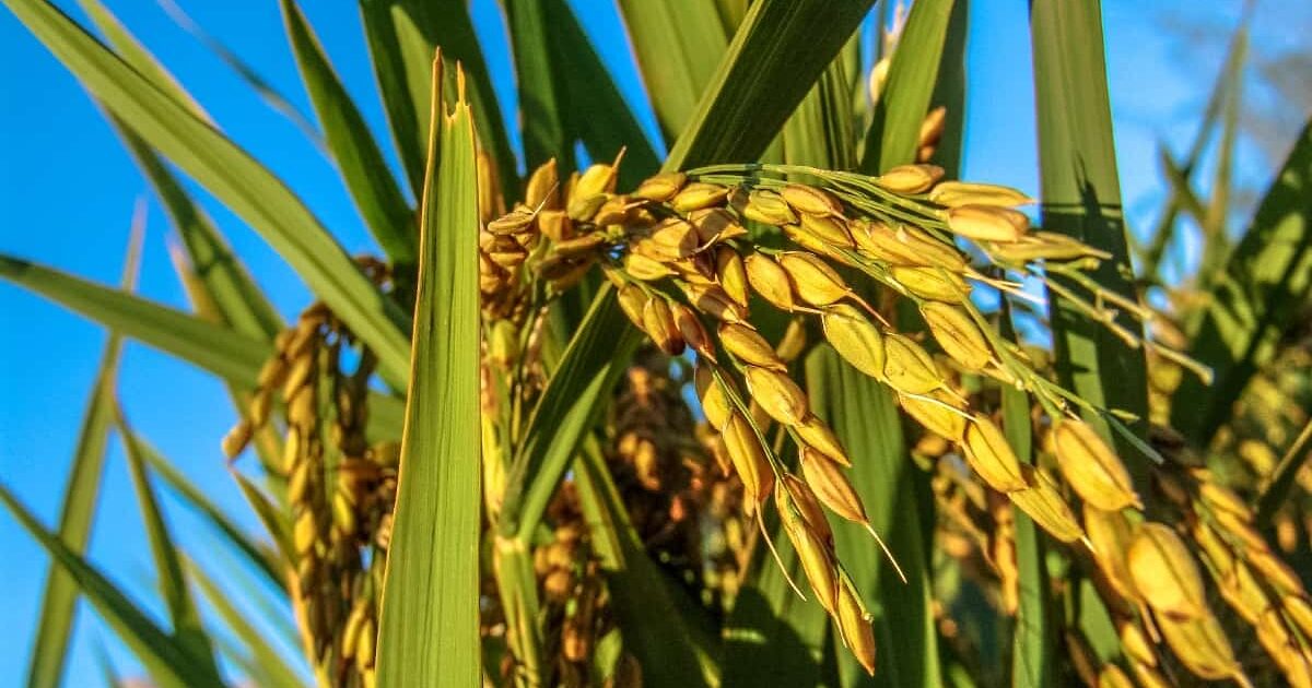 Insumos biológicos e Produção Integrada na Câmara Setorial do Arroz