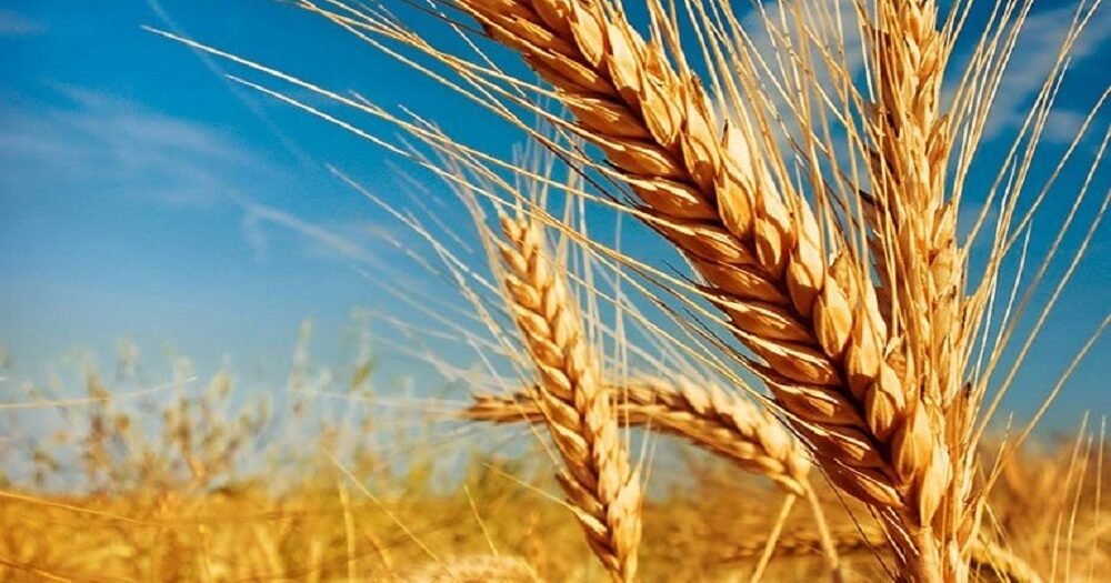 Culturas favoráveis ao inverno prometem grande produtividade