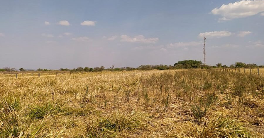 Consórcio de milho com capim colonião reduz em cerca de 70% a infestação de plantas daninhas