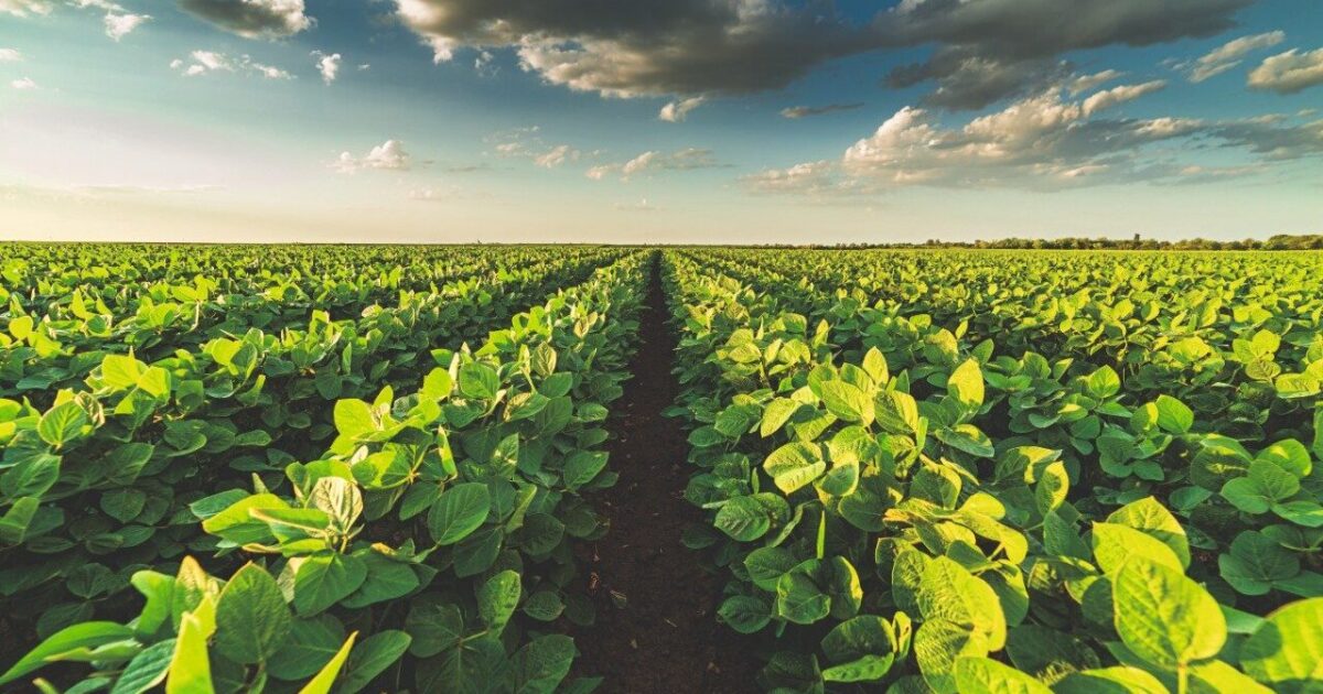 PlantUP conquista agricultores com confiabilidade na escolha de cultivares
