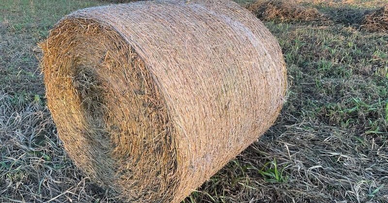 Como obter um bom e produtivo feno de capim
