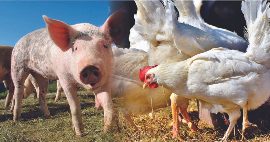 Custos de produção de suínos caem; produzir frango ficou mais caro