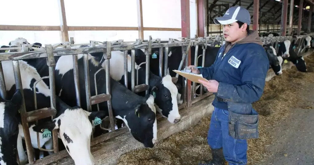 Manejo integrado e planejamento para uma pecuária leiteira produtiva