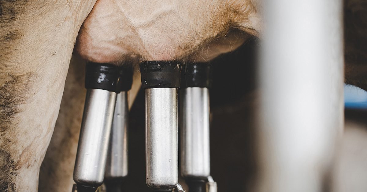Brasil segue entre os maiores produtores de leite do mundo