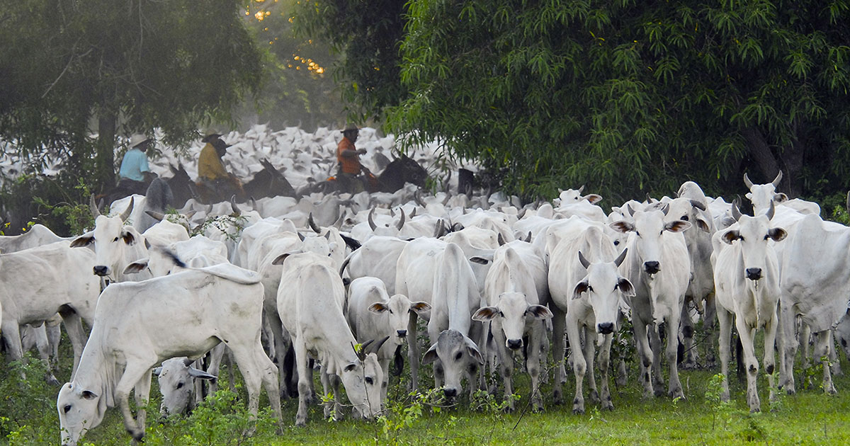 Boas práticas de manejo de gado
