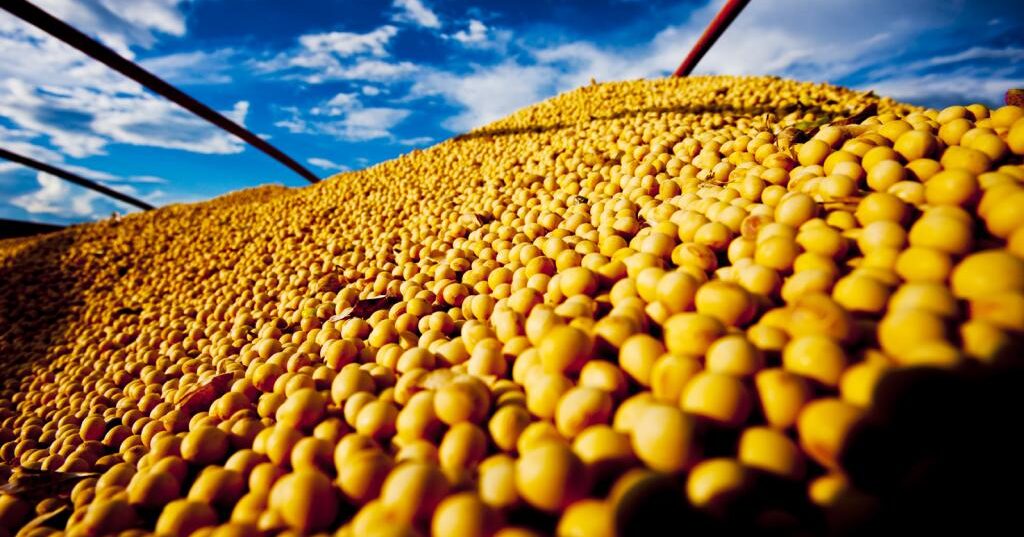 DATAGRO: soja brasileira da safra 2021/22 está 69,9% comercializada