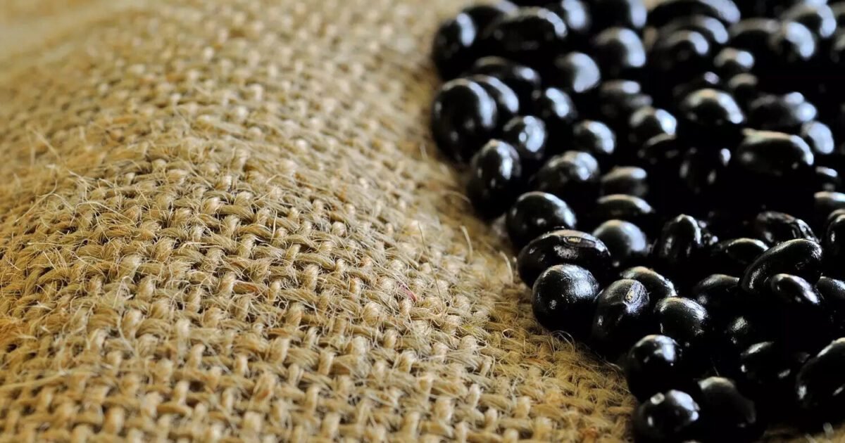 A soja preta e seus benefícios