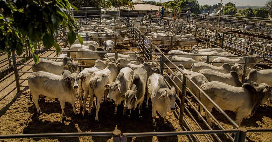 Fazenda 3 Marias Agronegócios levará touros de alta qualidade às pistas