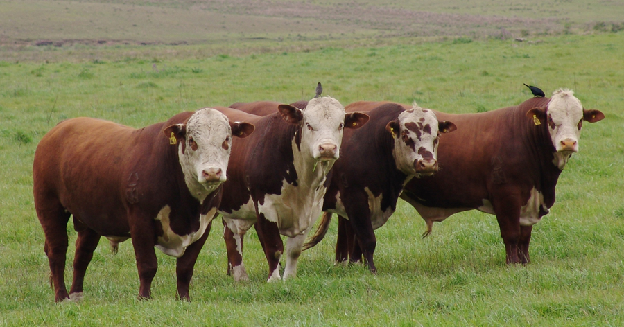 Rejeitos da indústria na nutrição de bovinos promovem sustentabilidade