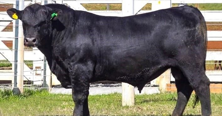 3 Marias fatura R$ 467,1 mil em primeira etapa de leilão de Touros