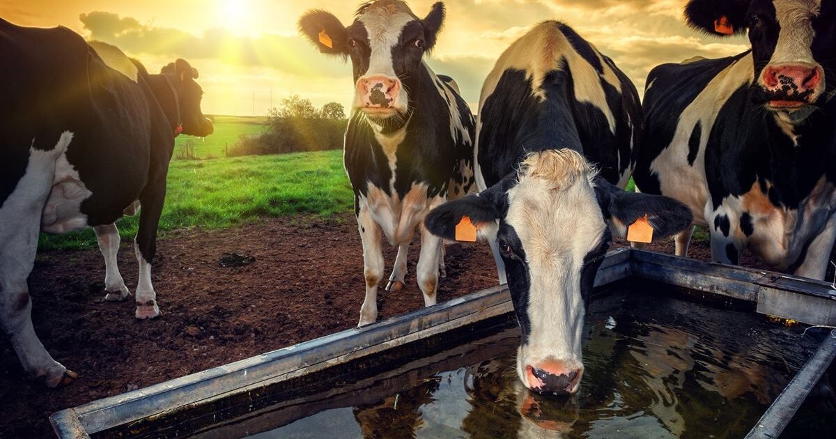 Fornecimento e consumo adequado de água garantem melhor desempenho aos bovinos