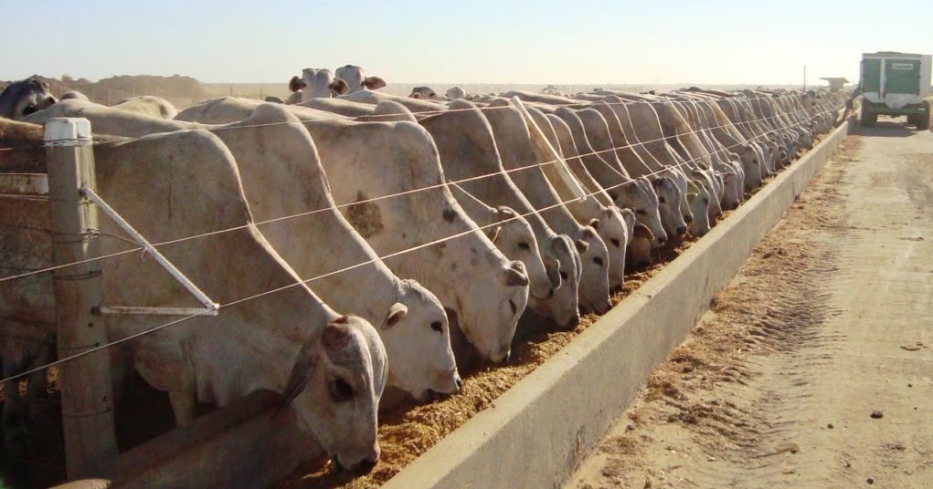 Controle da originação é estratégia para um confinamento mais rentável e seguro