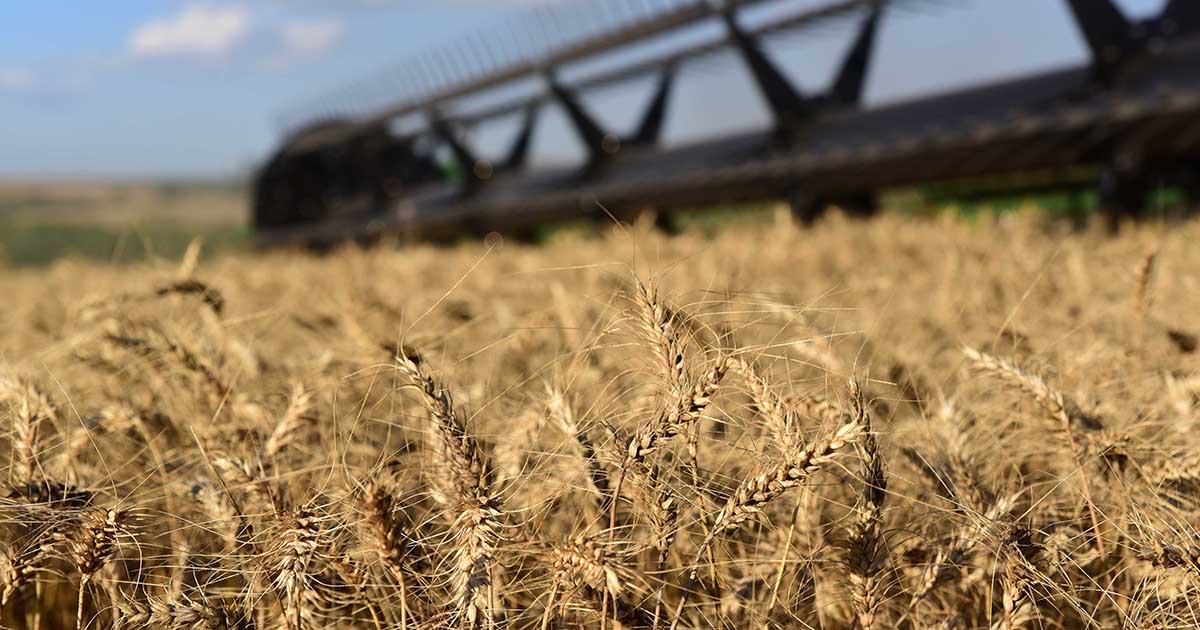 Novas cultivares são apresentadas na 15ª Reunião de Trigo