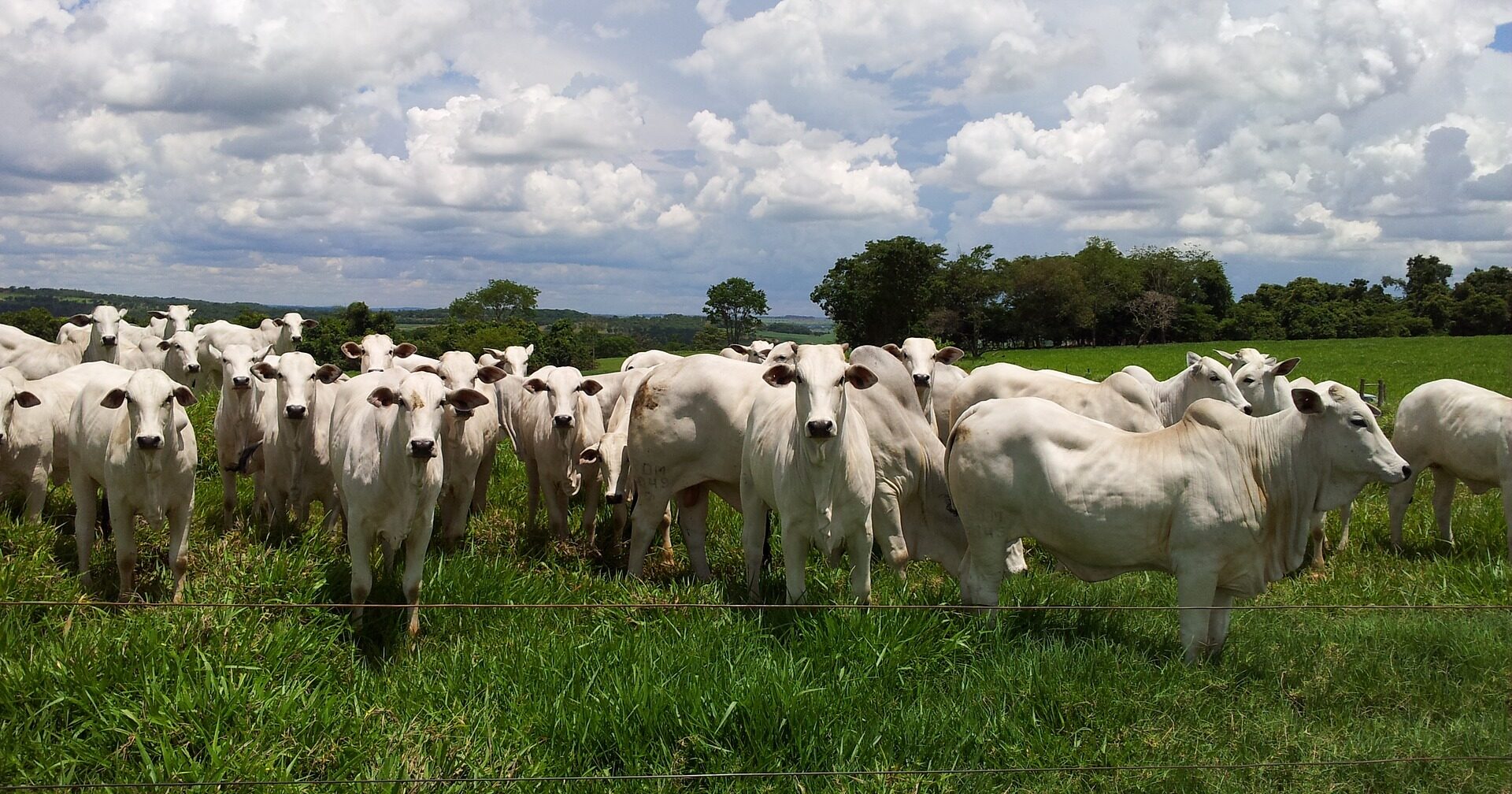 Quais as 5 doenças parasitárias bovinas mais comuns no Brasil?