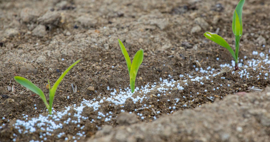 Uso inteligente de fertilizantes colabora com a saúde financeira do agricultor e até aumento na produção