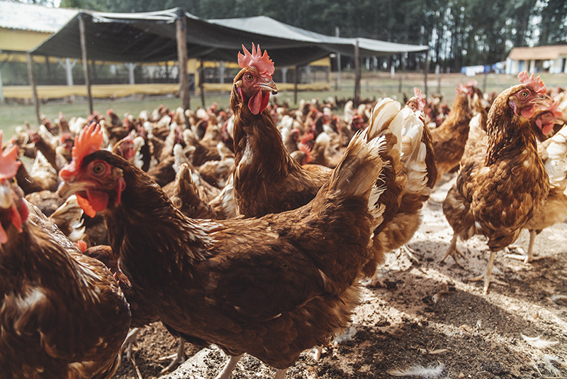 Agrisolus apresenta na SIAVS soluções que ampliam em até 14% os ganhos dos aviários