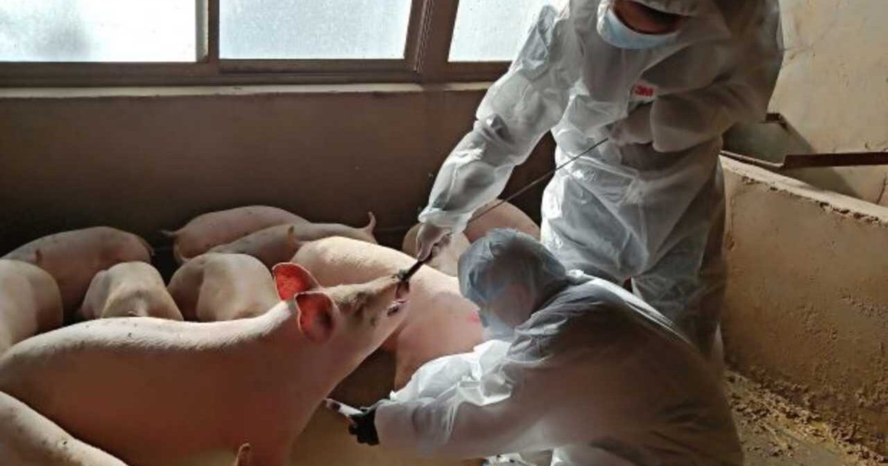 Influenza e Mycoplasma – por que causam grandes prejuízos na granja?