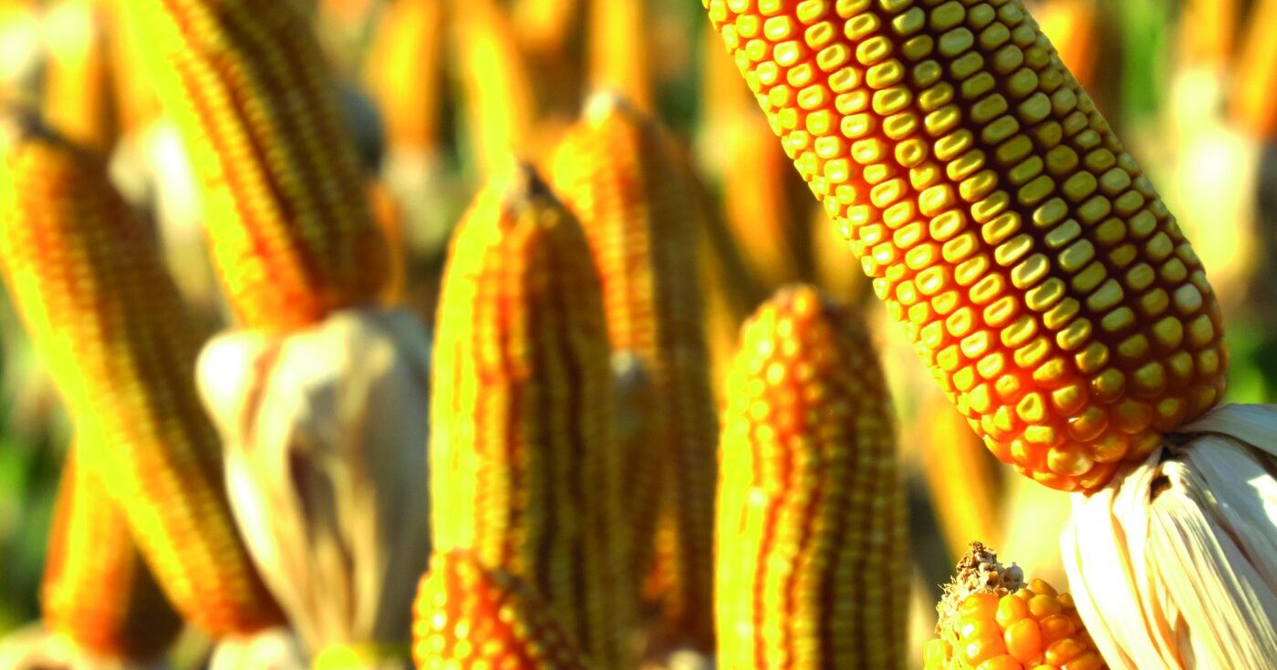 Escolha do híbrido se torna diferencial para a produção de milho verde e pamonha