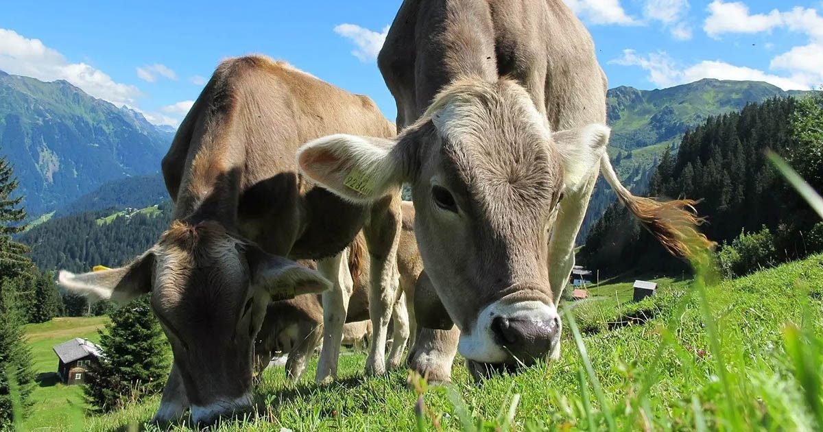 Interação entre pasto e suplementação mineral determina desempenho da pecuária