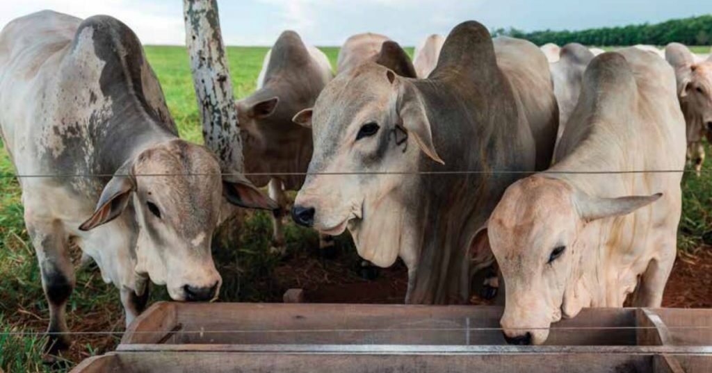 Estratégias de nutrição em um mercado feroz: custo ou investimento?