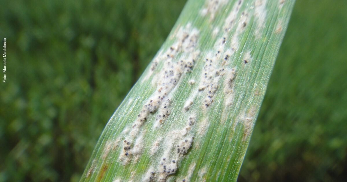 Pesquisa pode ajudar produtor a controlar oídio do trigo