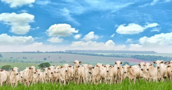 IHARA entra para o segmento de pastagem e lança portfólio extenso