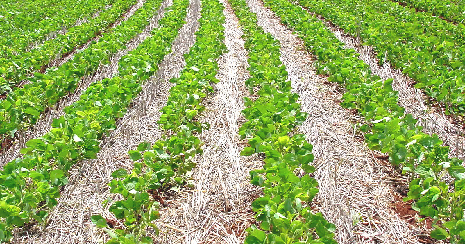 Corteva Agriscience participa do 18º Encontro Nacional<br>e 1º Encontro Mundial de Plantio Direto na Palha
