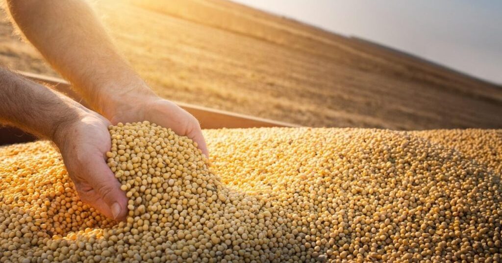 USDA: soja e milho têm projeções neutras em novembro
