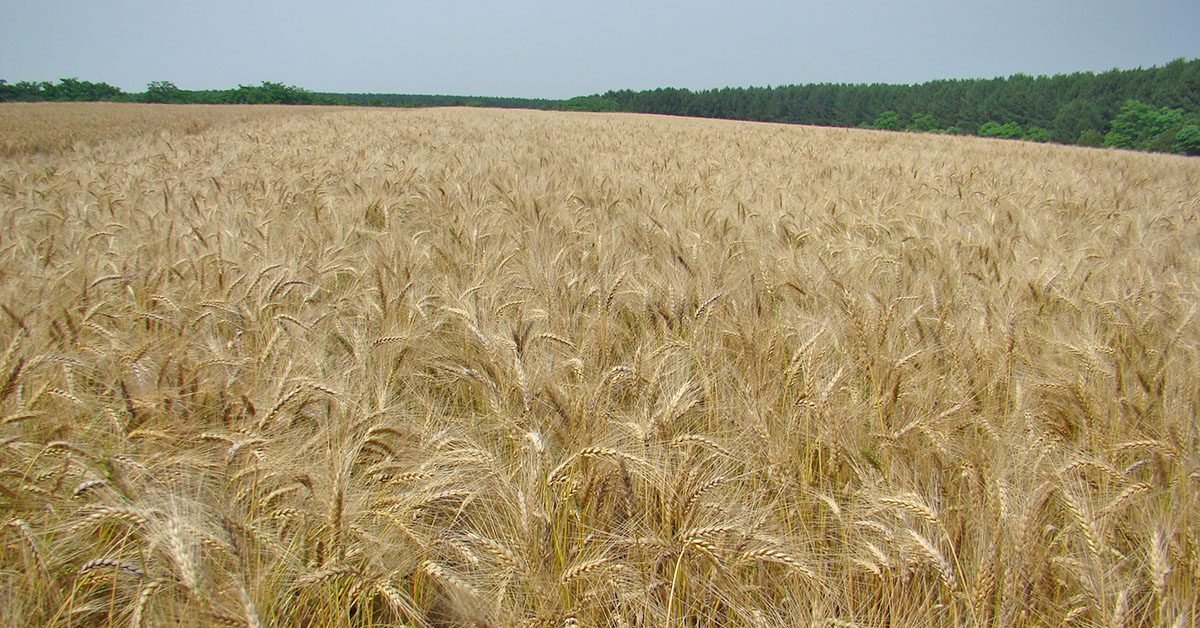 Trigos são destaques da Embrapa no Show Rural de Inverno
